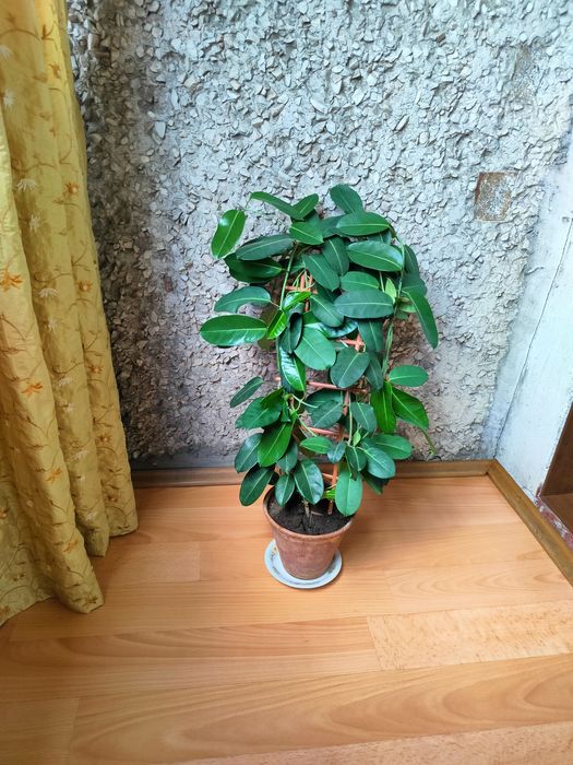 Комнатный цветок Стефанотис
