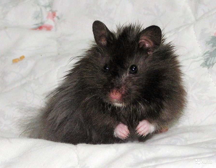 Сирийский хомяк ,есть очень многих цветов