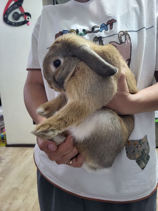 Кролик вислоухий