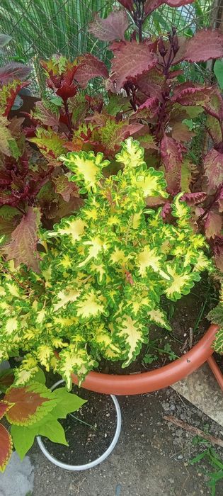 Продам  цветы колиусы