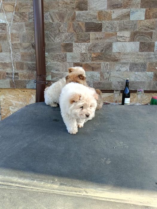 Чау чау Кученца.