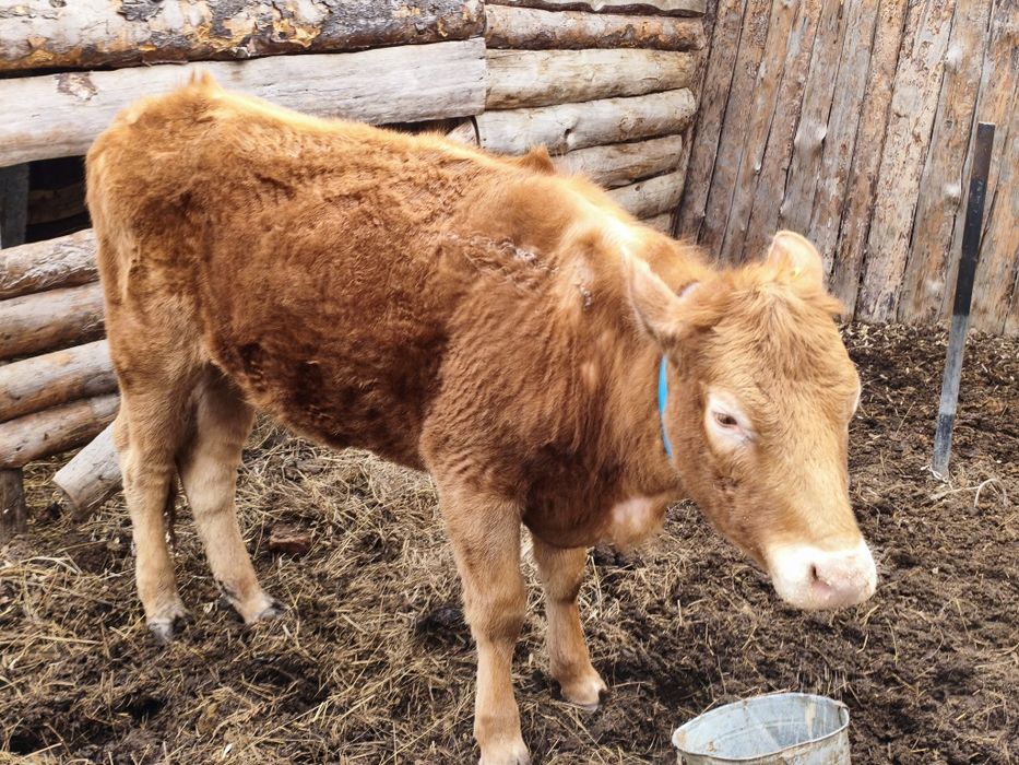 Продается телка молочной породы