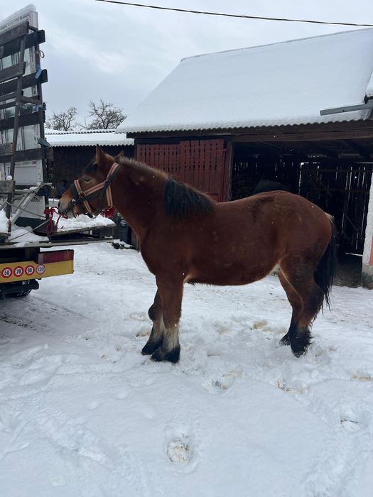 Vand mânz de 1 an si 8 luni