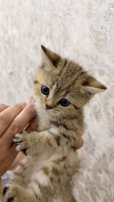 Котенок Шиншилла 2-месячный. Девочка. Mushuk qiz bola Shinshilla