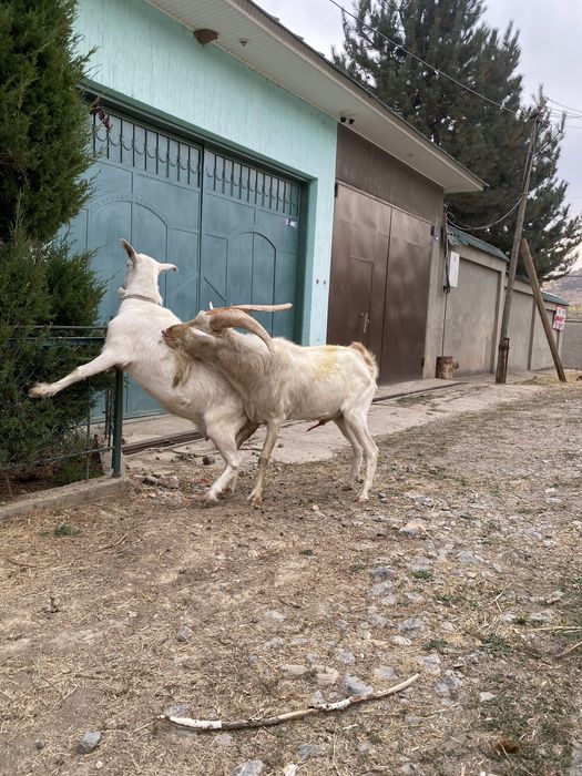 Зотли така занин