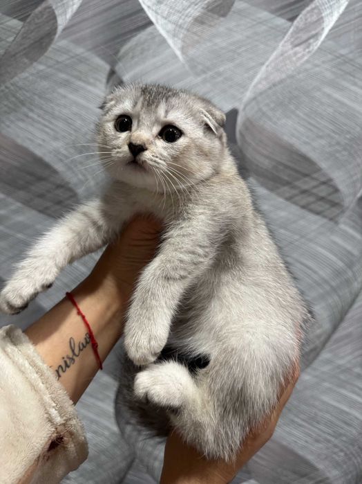 шикарная девочка шиншилла