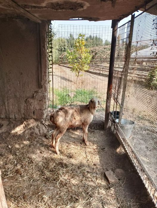 Qoi boʻgʻoz boʻlishi mumkin