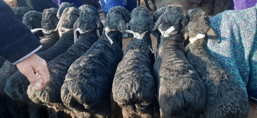 Hisori quzilar sotiladi  2mlndan bowlanadi 3mlngacha bor