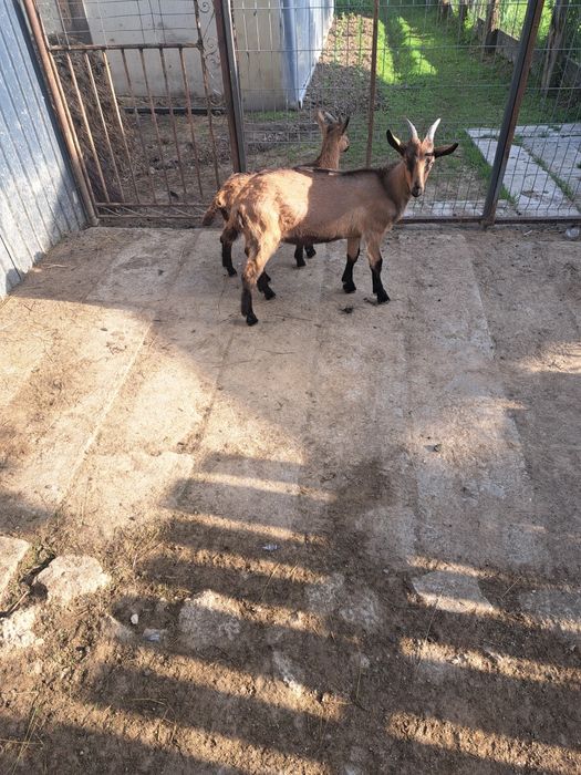 Iezi de vanzare din capre bune de lapte  (alpune franceze)