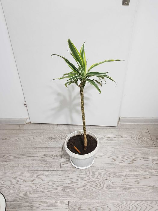 Стайно цвете в саксия юка