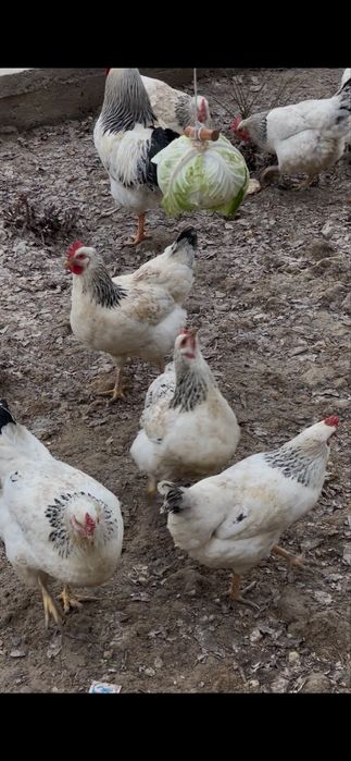 Адлер курица тауык