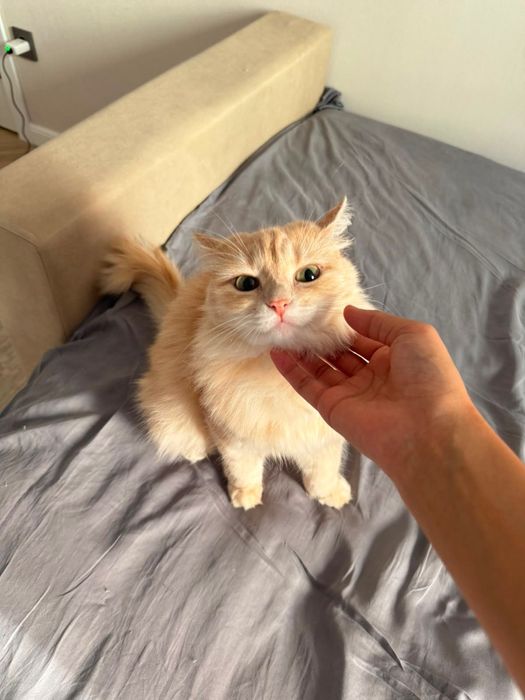 Кошка в добрые руки