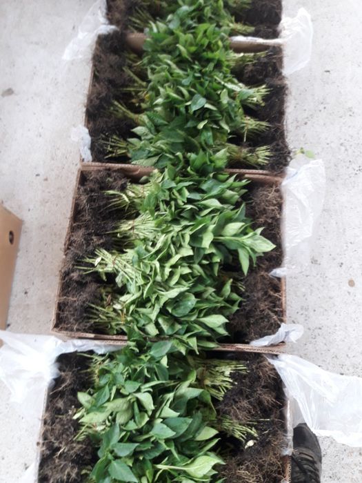 Продавам разсад за Пипер,Домати, Краставици и др.