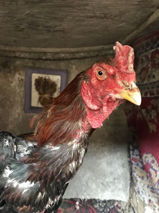 Продам бойцовского петуха дакан