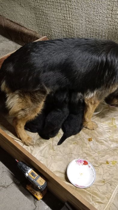 Продаю щенков немецкой овчарки