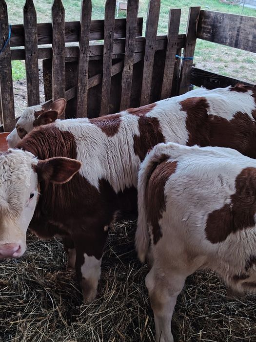 Vând un vițel de o lună jumate