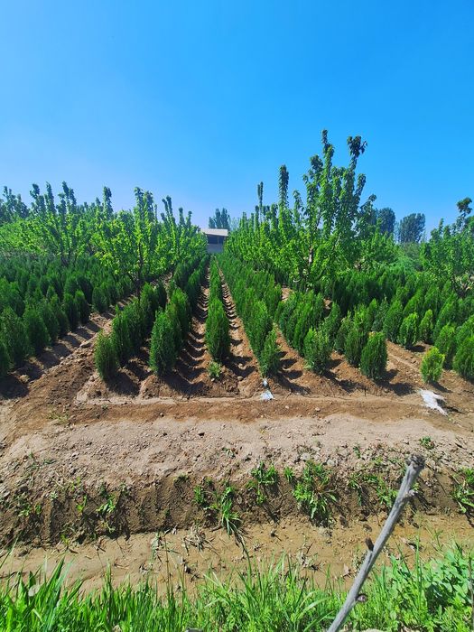 Арчалар, шаклли ва шаклсз.