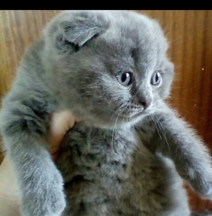 Продаются чистокровные котята