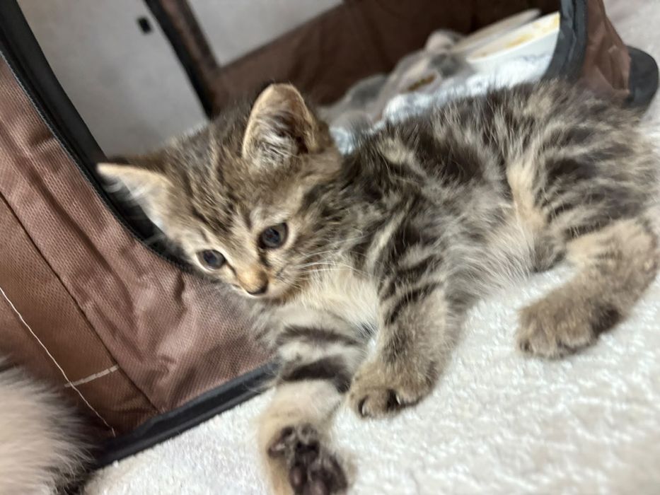 Отдам котяток мальчик и девочка