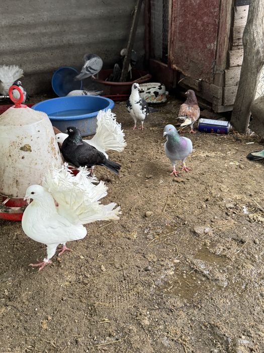 Porumbei Olt ornament