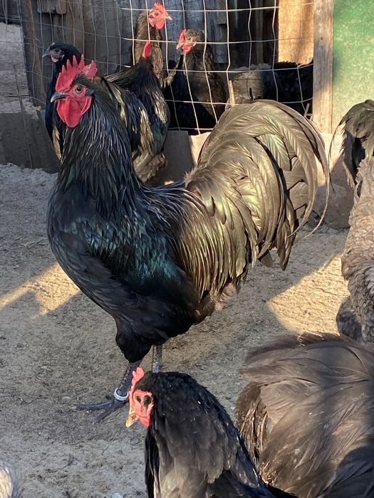 Oua de Australorp incubat