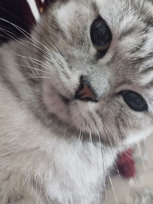 Британский кощка