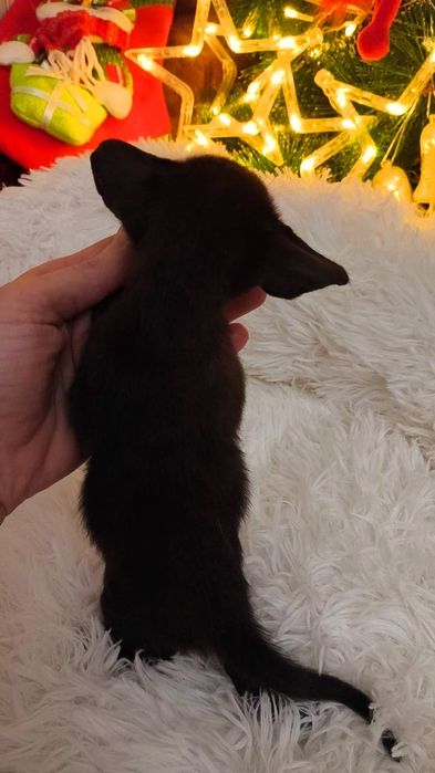 Ориентальные МАЛЫШИ на ВЕСНУ