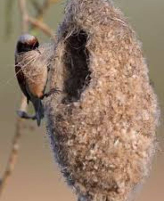 Құрылтайдың ұясы