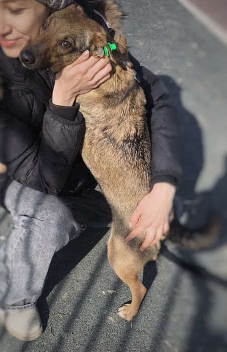 Собака Мася в добрые руки  небольшая