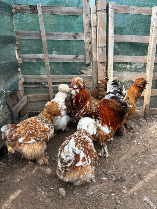 Разплодни яйца от Струмски кокошки