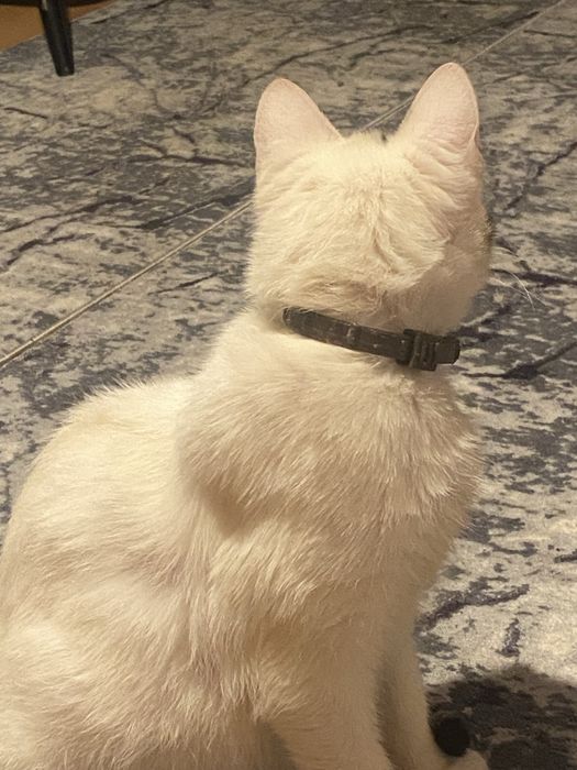 Donez pisoi extrem de iubitor