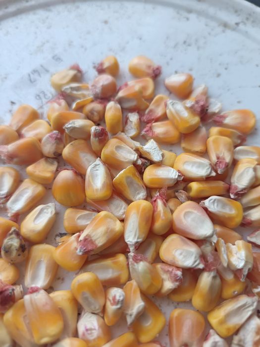 Porumb,Triticale, grau furajer .Floarea soarelui