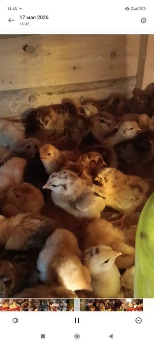 Кучин балапандар