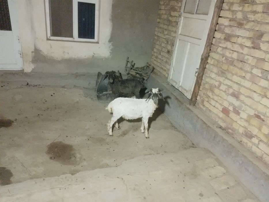 2 ta q6chqor Barra sotiladi  tezda