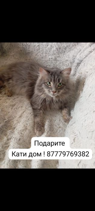 Отдам кошек  ласковый