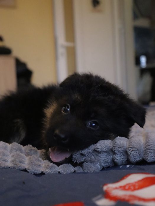 Немска Овчарка ( German Shephard)