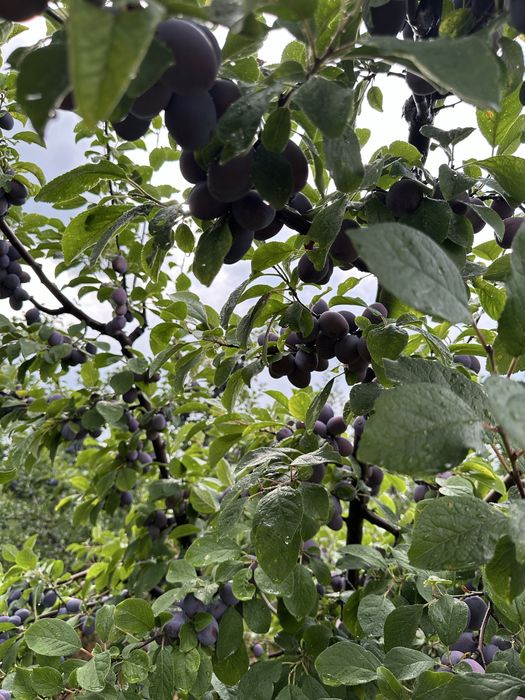 Vand prune pentru tuica