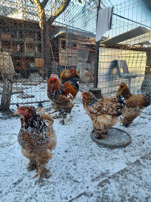 Brahma Gold Laced BSO Potârnichiu Porțelan HD HDA HÎ Columbia Cochinc