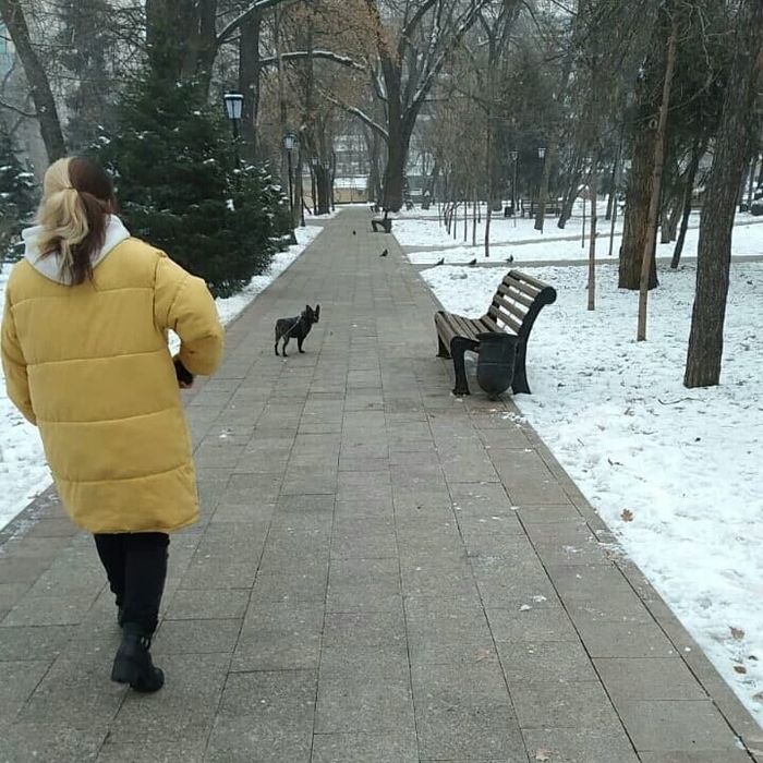 Зооняня-догситтер