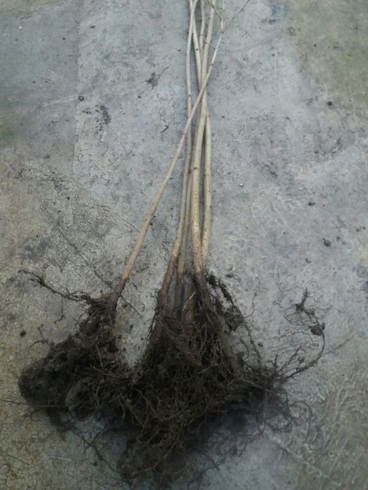 Puieti de alun calitate