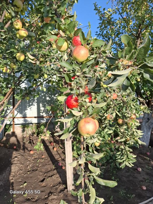 Продажа дома Вишненка 1 район Омеги