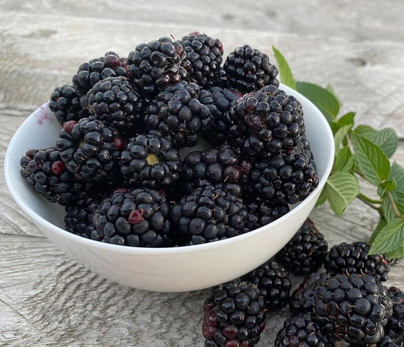 Butasi mure Thornfree