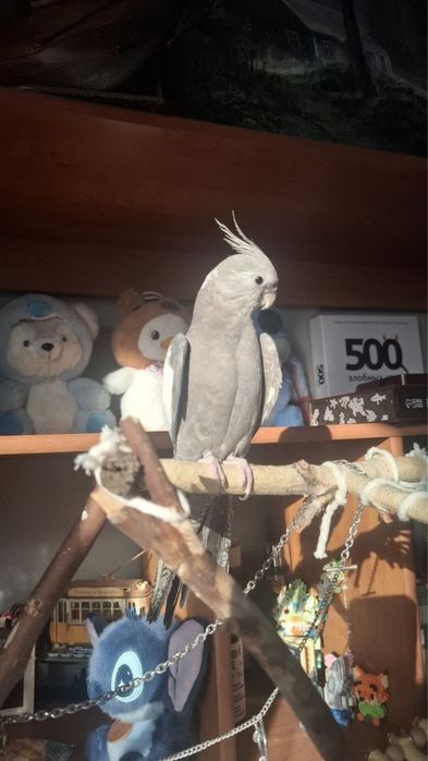 Попугай Корелла