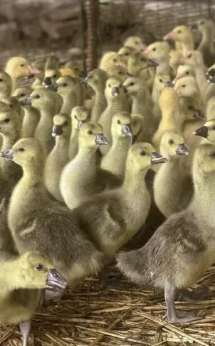 Бройлеры,гусята,утята