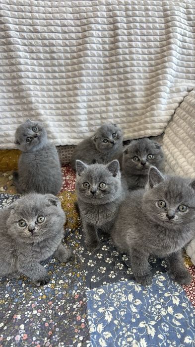 Котета Шотландски Фолд и Котета Британка  Късокосместа