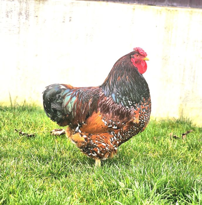 Vand sau schimb cu papagali familii sau cocosi  wiandotte