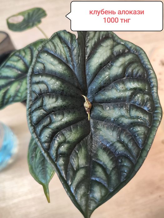 Алаказия Полли минт