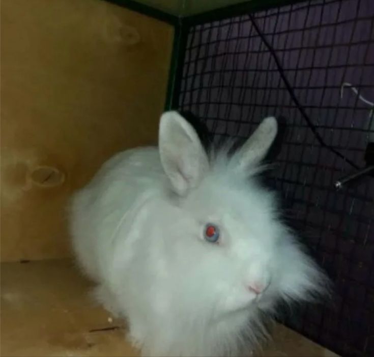 Декоративный кролик