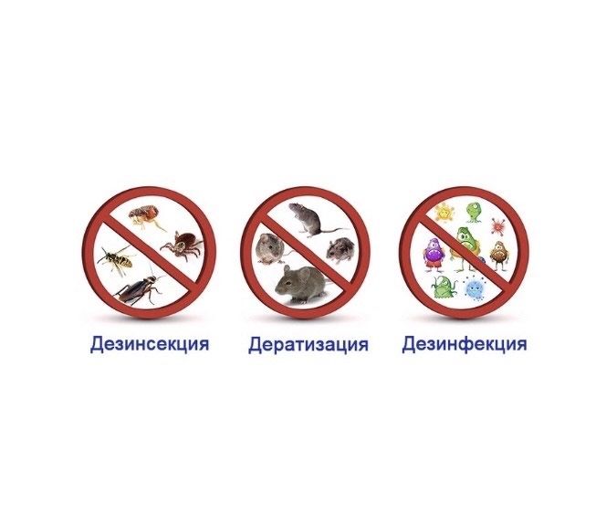 Дезинфекция дезинсекция дератизация  от насекомых