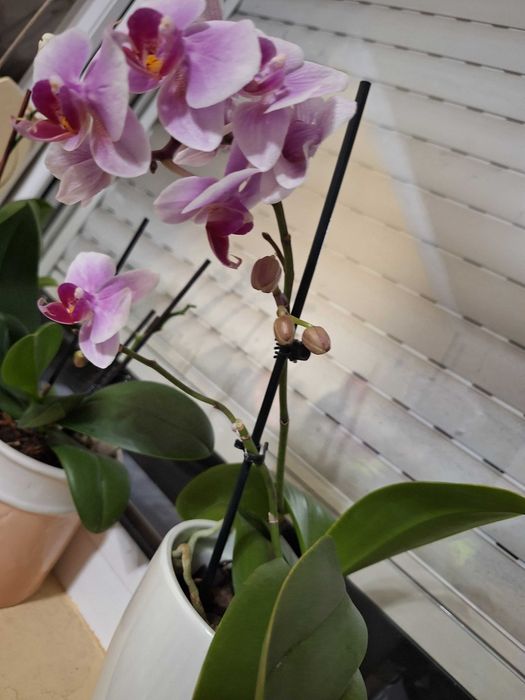 Орхидеи в саксия